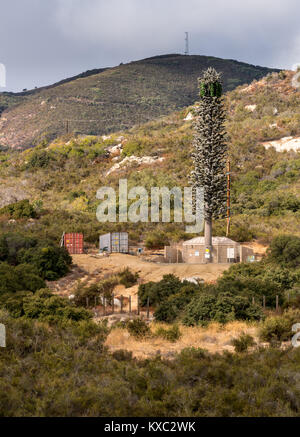 Cellphone mobile transmission tower disguised as a fir tree in California Stock Photo