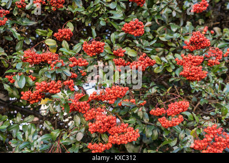 Bright red/ orange berries on a Firethorn plant (Pyracantha coccinea), garden shrub in December, England, UK Stock Photo