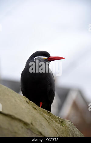 Inca Tern pictured at Bristol Zoo Stock Photo