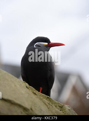 Inca Tern pictured at Bristol Zoo Stock Photo