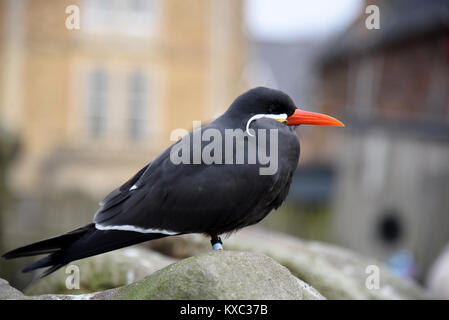 Inca Tern pictured at Bristol Zoo Stock Photo