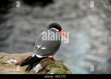 Inca Tern pictured at Bristol Zoo Stock Photo