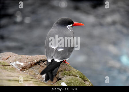 Inca Tern pictured at Bristol Zoo Stock Photo