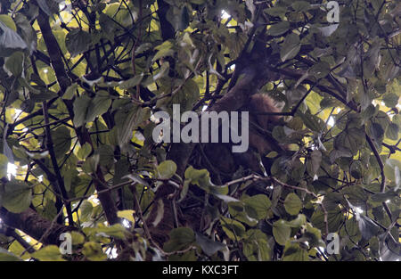 Brown sloth asleep in a tree, Monteverde Cloud Forest, Costa Rica Stock Photo