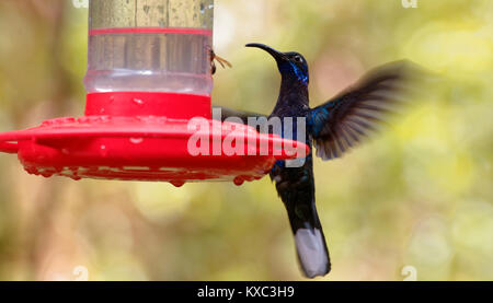 Violet Sabrewing Hummingbird at a red feeder, Monteverde, Costa Rica Stock Photo