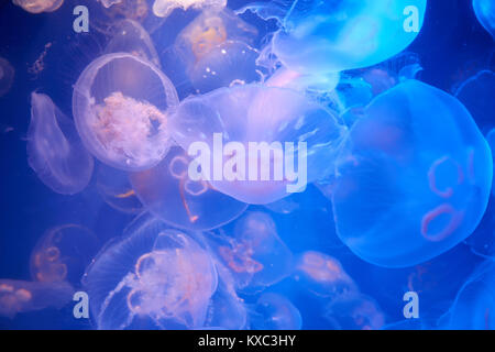 Many translucent jellyfish or medusa or  nettle-fish are dancing in blue water