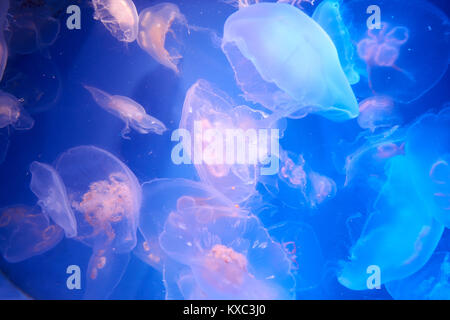 Many translucent jellyfish or medusa or  nettle-fish are dancing in blue water