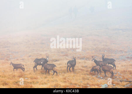 a herd of chamois passes a mountain pass in the fog Stock Photo