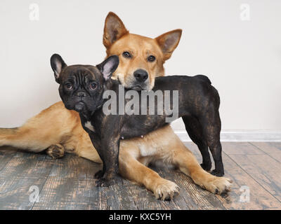 Different breeds of dogs in funny poses. Small black bulldog and a huge red Akita inu Stock Photo