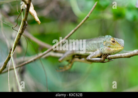 Chameleon resting Stock Photo