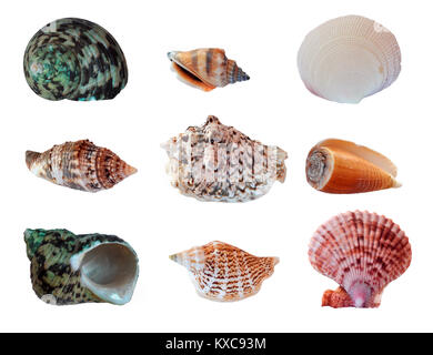 Set different seashells isolated on white background Stock Photo