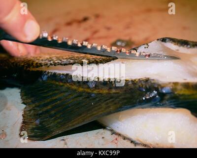Worker cleaning and filleting fresh sea cod fish in a family factory. Dorsal cut and separation fillets from fish bones, removing guts. Stock Photo