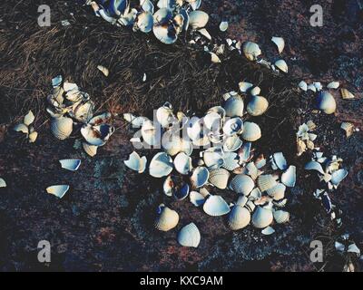 White empty seashells in dry moss on stone. Empty shells, the rest after a sea birds feed.