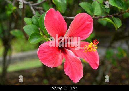 The Botanical Gardens in Victoria Mahe Seychelles Stock Photo