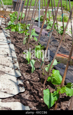 Young runner bean plants planted in rows with bamboo cane supports Stock Photo