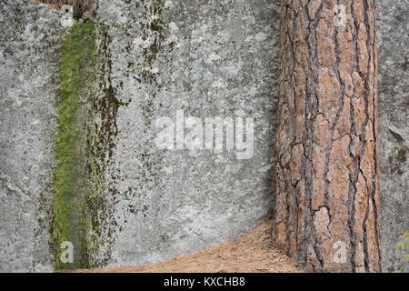 Isolated, close-up of a stone boulder with green moss trailing down the left side and a pine tree trunk on the right, with pine needles on the ground Stock Photo