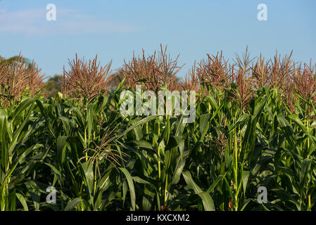 Field of Young Green Corn Maze plants lit at sunrise with blue sky. Stock Photo