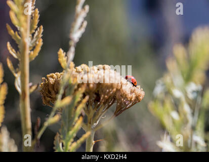 Bright red ladybug sitting on a flower in the midground of the image Stock Photo