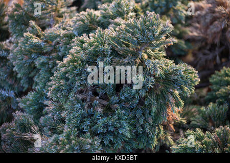 Juniperus squamata 'Blue Star' Stock Photo
