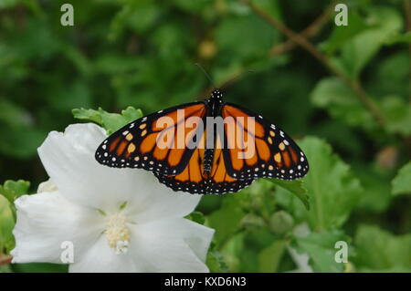 Monarch Butterfly on Rose of Sharon Hibiscus Stock Photo