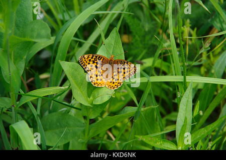 Fritillary Butterfly in the Mountains Stock Photo