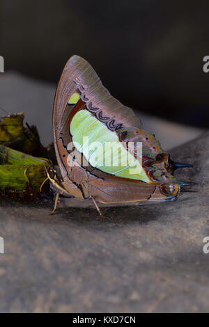 Common Nawab butterfly, Charaxes athamas athamas, Satakha, Nagaland, India Stock Photo