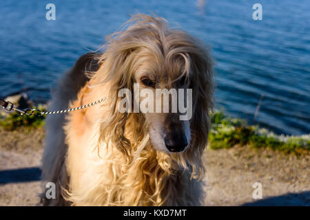 A large white dog of the breed Afghan hound stands near a lake with blue water on a clear summer day Stock Photo