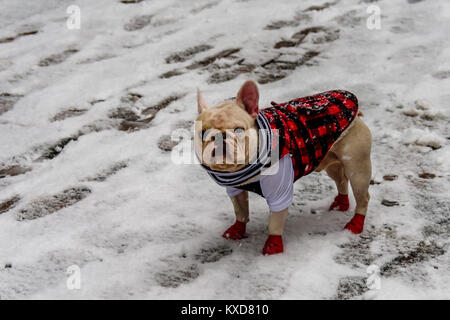 An animal, a dog, a French bulldog of white color, stands on the snow, dressed in plaid clothes, red and black, red socks and a scarf in black and whi
