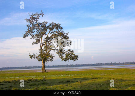 Tree at Kaziranga National Park, Assam, India Stock Photo