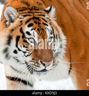 The Siberian tiger (Panthera tigris altaica) close up portrait. Stock Photo