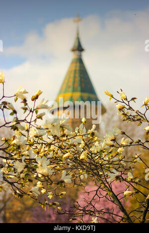 Magnolia tree branches in bloom with the Metropolitan Cathedral in the background in Timisoara, Romania Stock Photo