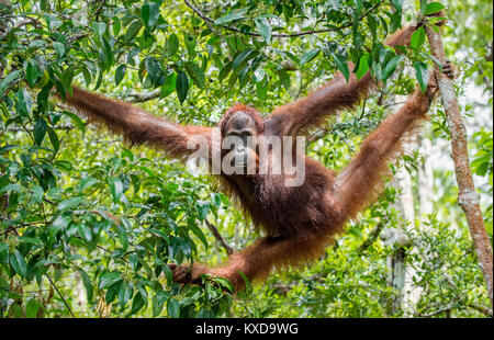 Great Ape on the tree. Central Bornean orangutan  ( Pongo pygmaeus wurmbii ) in natural habitat. Wild nature in Tropical  Rainforest of Borneo. Stock Photo