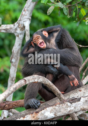 Chimpanzee (Pan troglodytes) with a cub on mangrove branches. Mother-chimpanzee sits and holds cub on hands. Central chimpanzee or tschego, (Pan trogl Stock Photo