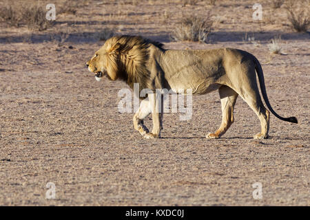 African lion (Panthera leo) walking, Kgalagadi Transfrontier Park, Northern Cape, South Africa Stock Photo