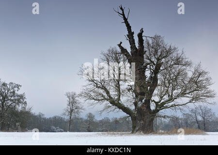 650 Years Old English Oak (Quercus Robur) In Autumn, Solitaire Tree ...