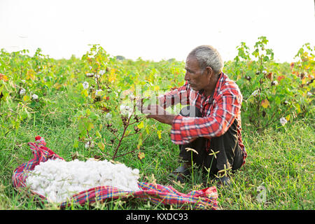 1 Indian Rural Farmer Old Man Plucking Cotton In Farm Stock Photo