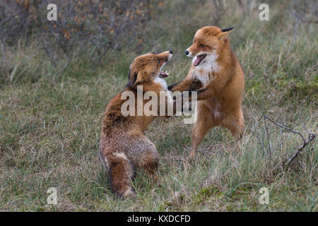 Red foxes (Vulpes vulpes),two fighting males,North Holland,Netherlands Stock Photo