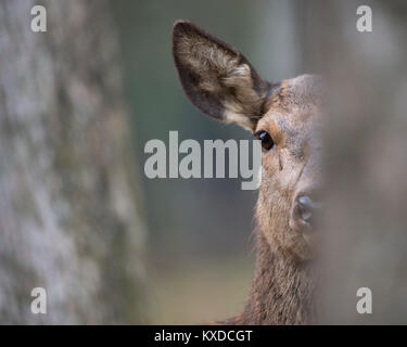 Red deer (Cervus elaphus),female,adult animal hides behind tree,Rhineland-Palatinate,Germany Stock Photo