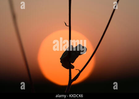 European tree frog (Hyla arborea) at sunset,near Leipzig,Saxony,Germany Stock Photo