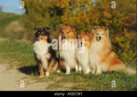 Sheltie,Shetland Sheepdog,sable and tricolor,several dogs sitting next to each other,Germany Stock Photo