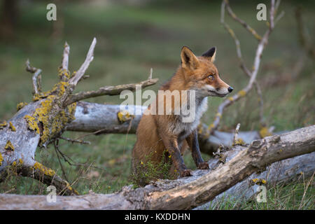 Red fox (Vulpes vulpes),Nordholland,Netherlands Stock Photo