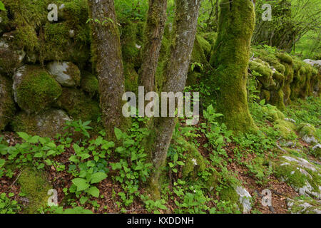 An old stone wall covered with moss in the Lepenatal,Slovenia Stock Photo