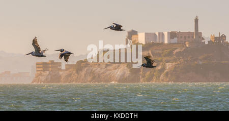 Brown Pelicans escaping from Alcatraz Stock Photo