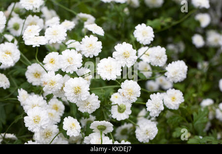 Tanacetum parthenium flowers. Stock Photo