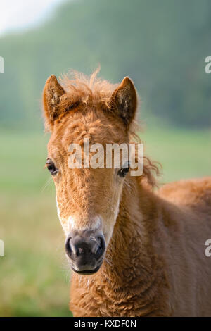 A cute and attentive chestnut colored Shetland pony foal, head frontal, Germany.