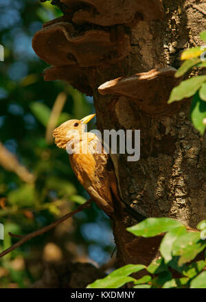 Cream-colored woodpecker (Celeus flavus), Pantanal, Brazil, South America Stock Photo