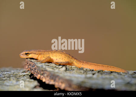 Palmate newt (Lissotriton helveticus), male, North Rhine-Westphalia, Germany Stock Photo