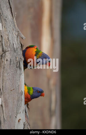 Rainbow lorikeet (Trichoglossus moluccanus) two adult birds on a tree trunk, Sydney, New South Wales, Australia Stock Photo