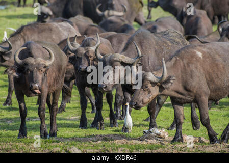 Herd Cof ape buffalos (Syncerus caffer), Kazan, Chobe River Front, Chobe District, Botswana Stock Photo