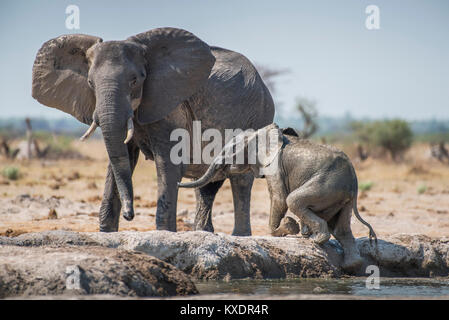African elephants (Loxodonta africana), mother animal guarded young animal, rising from waterhole, Nxai Pan National Park Stock Photo